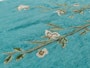 Blossom Simple 6 Web Ls